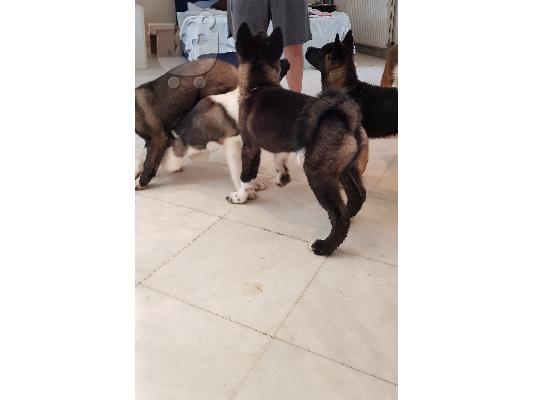 PoulaTo: Πωλούνται καθαρόαιμα American Akita